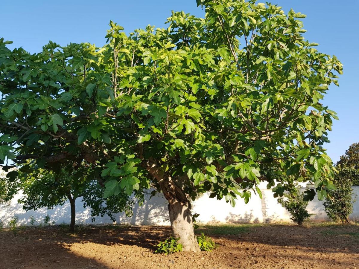 Casa Vacanze Salento - Villa Diso Galatina Eksteriør bilde